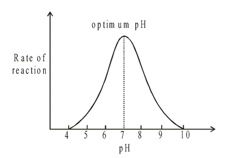 Factors affecting the Rate of Enzyme